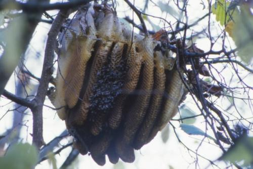 В Кении и ЮАР пчёлы Apis Mellifera Scutellata спокойно строят соты прямо на ветках - без дупла и крыши. 03