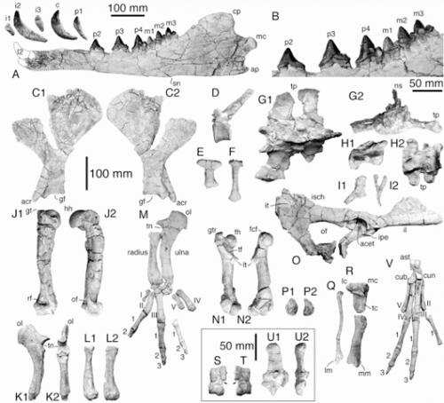 Когда киты по земле ходили. 04