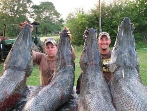 Вау!  Вот это размер щуки! 02