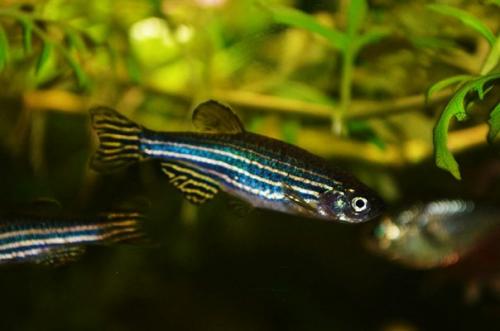 Форму тела у рыб научились менять с помощью генной Психотерапии.