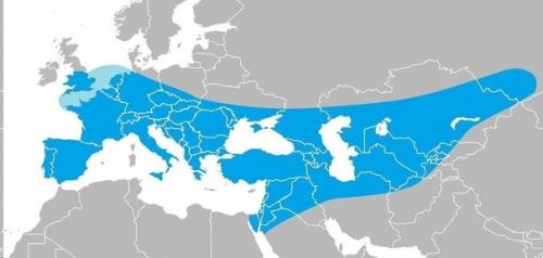 СХЕМА@Balayage. ОКРАШИВАНИЕ L'Oreal Professionnel. 01