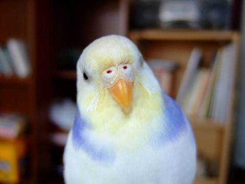 У птиц Двухступенчатую Коробку Передач обнаружили.