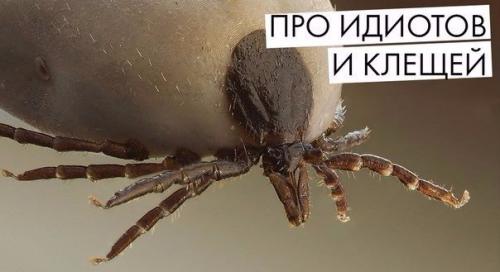 Про клещей и инфекции.

