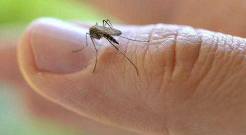 8 убийственных ароматов против комаров.  