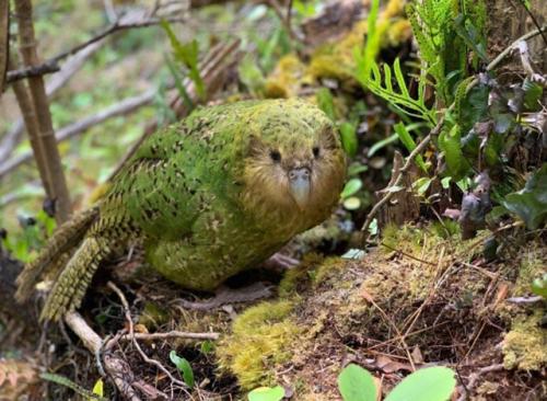 Этот плащ маори сделали из перьев совиного попугая более 200 лет назад. 03 Этот плащ маори сделали из перьев совиного попугая более 200 лет назад. 03