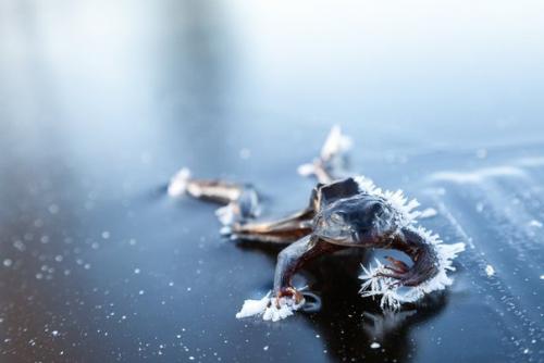 10 потрясающих примеров адаптации животных к новым условиям. 01 10 потрясающих примеров адаптации животных к новым условиям. 01