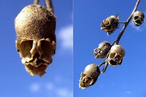 Семянка львиного зева. 02