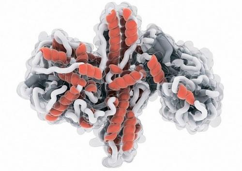 На рисунке - модель ботулотоксина, нейротоксичного белка, вырабатываемого почвенными анаэробными бактериями Clostridium Botulinum. На рисунке - модель ботулотоксина, нейротоксичного белка, вырабатываемого почвенными анаэробными бактериями Clostridium Botulinum.