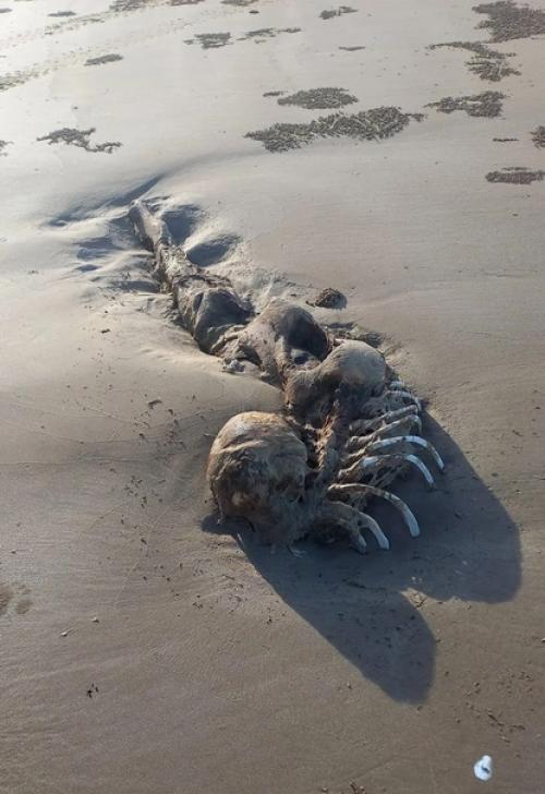 В Австралии были обнаружены останки Русалки. 02