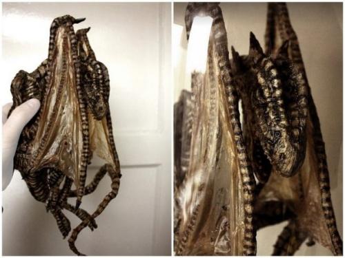 В подвале старого лондонского особняка нашли тела странных существ. 03