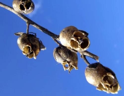 Семянка львиного зева. 01