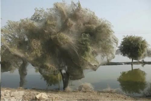 Реальные природные явления, которые выглядят как крутые картинки из фотошопа. 09 Реальные природные явления, которые выглядят как крутые картинки из фотошопа. 09