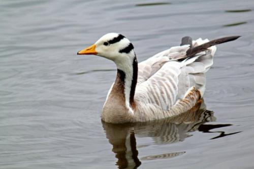 10 потрясающих примеров адаптации животных к новым условиям. 06 10 потрясающих примеров адаптации животных к новым условиям. 06