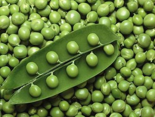 Израильские экологи у гороха дух авантюризма нашли. Израильские экологи у гороха дух авантюризма нашли.