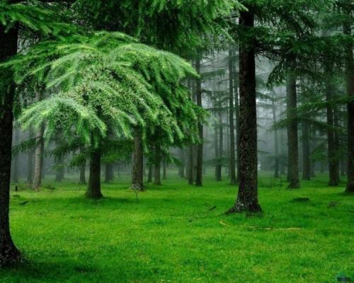 Ученые доказали, что воздух в хвойном лесу практически стерилен (не более 200-300 вредоносных бактерий на кубометр.  