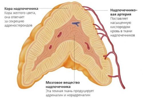 Норадреналин. Адреналин - беги; норадреналин - нападай; кортизол - замри.