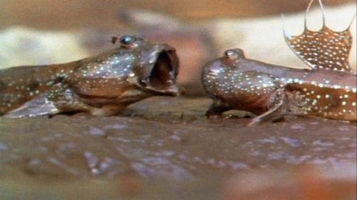 10 потрясающих примеров адаптации животных к новым условиям. 07 10 потрясающих примеров адаптации животных к новым условиям. 07