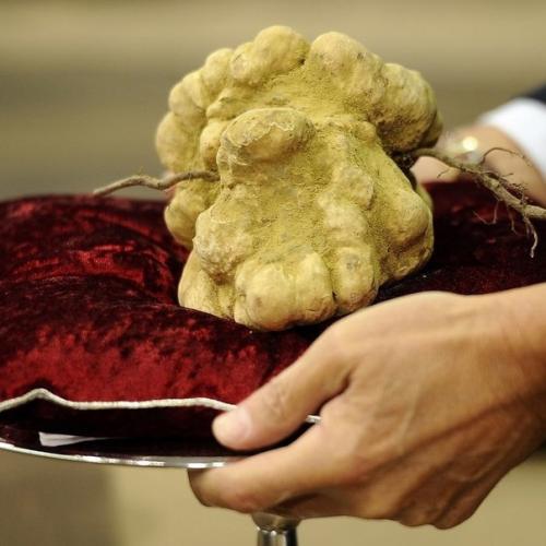 Рекорд в мире продуктов был установлен в 2007 году, когда гигантский белый трюфель продали за $ 330. 02