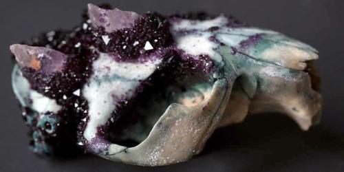 Таксидермия от Тайлера трэшера (Tyler Thrasher. 06