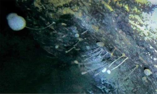 Нечто: странные существа обнаружены исследователями Антарктики. 02 Нечто: странные существа обнаружены исследователями Антарктики. 02