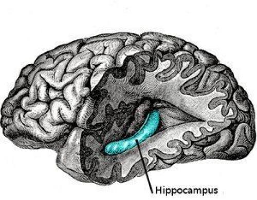 Разрабатывается нейро - имплант для улучшения памяти. 01 Разрабатывается нейро - имплант для улучшения памяти. 01