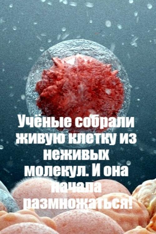 Учёные живую клетку из неживых молекул собрали.  