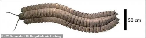 Гигантская древняя многоножка размером с автомобиль. 02 Гигантская древняя многоножка размером с автомобиль. 02