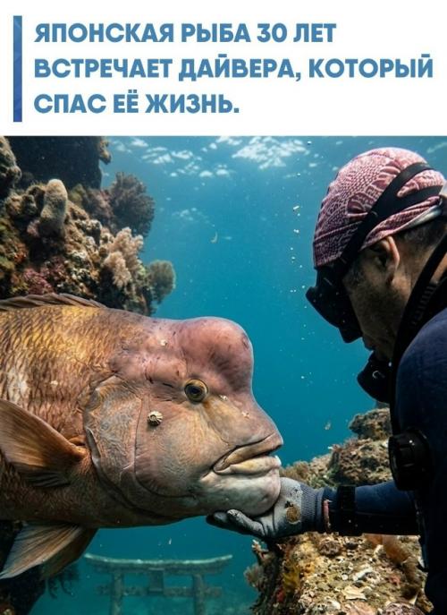 Почти три десятилетия дайвер Хироюки аракава погружается в залив татеяма и регулярно встречает там огромного азиатского губана по имени ёрико.  