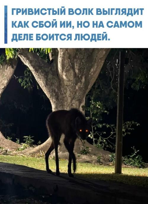 Это один из самых необычных хищников южной Америки: почти метр в холке, непропорционально длинные ноги, рыжая шерсть и чёрная грива.  