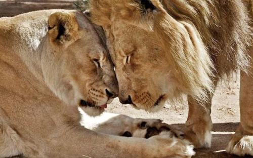 Из-за проблем со здоровьем в зоопарке США усыпили пару престарелых неразлучных львов. 02