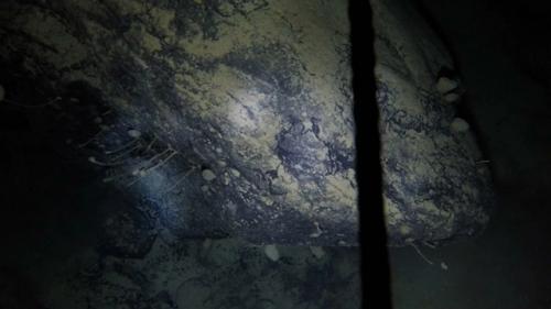 Нечто: странные существа обнаружены исследователями Антарктики. 01 Нечто: странные существа обнаружены исследователями Антарктики. 01