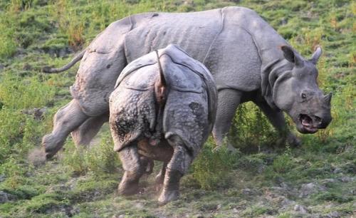 Удивительная природа!  Индийский носорог стал одним из опаснейших животных Азии при весе в 2, 5 тонны. 02