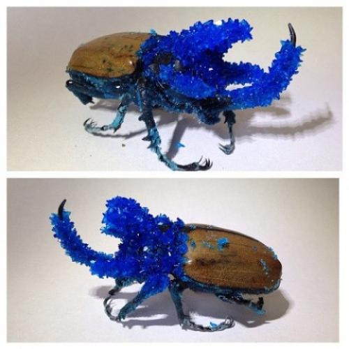 Таксидермия от Тайлера трэшера (Tyler Thrasher. 04