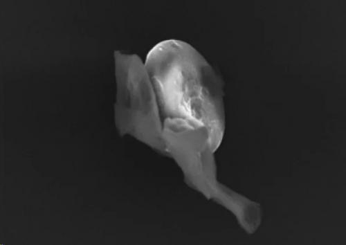 Ученые из университета Шеффилда считают, что они обнаружили внеземную жизнь высоко в атмосфере земли. 01