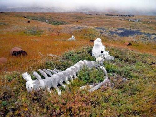 Китовая аллея на Чукотке. 04