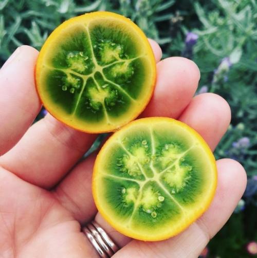 10 редких экзотических фруктов, которые вы увидите в первый раз. 09