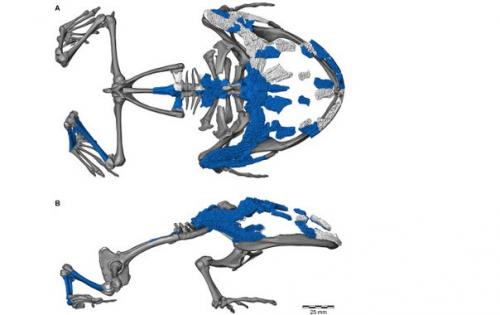 Лягушка, которая ела динозавров. 02