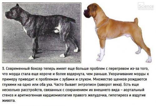 К чему привели 100 лет Улучшения породистых собак. 02