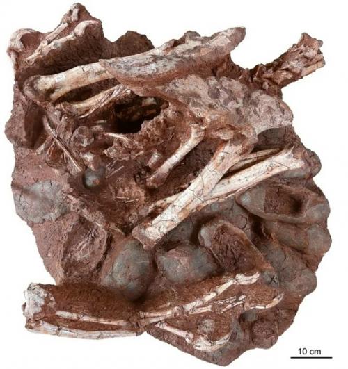 Скелет динозавра с 24 окаменелыми яйцами. 01 Скелет динозавра с 24 окаменелыми яйцами. 01