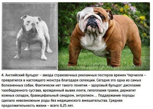 К чему привели 100 лет Улучшения породистых собак. 03