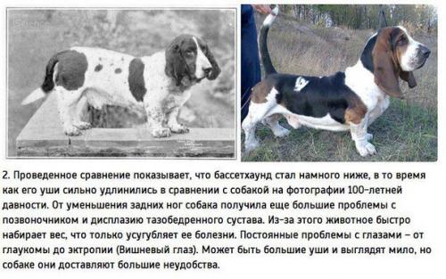 К чему привели 100 лет Улучшения породистых собак. 01