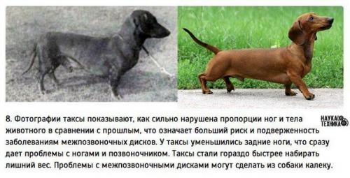 К чему привели 100 лет Улучшения породистых собак. 07