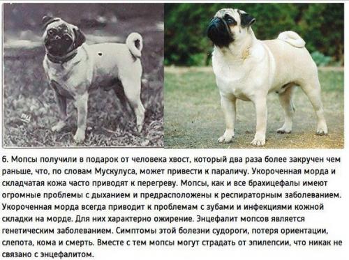 К чему привели 100 лет Улучшения породистых собак. 05