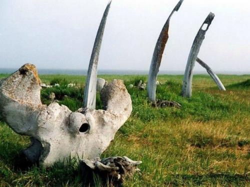 Китовая аллея на Чукотке. 05