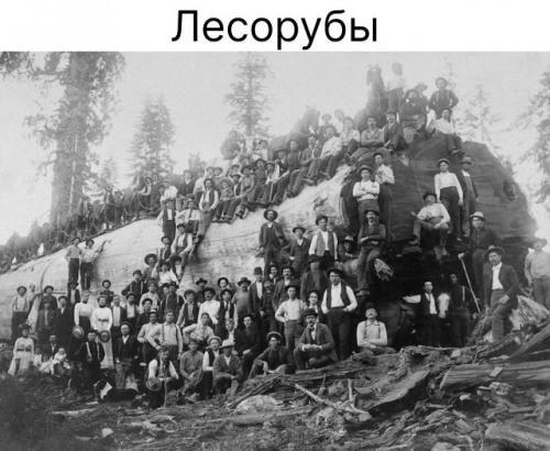 На снимке начала 1900-х годов показаны рабочие, вырубавшие огромные секвойи в прибрежной зоне северной Калифорнии.  
