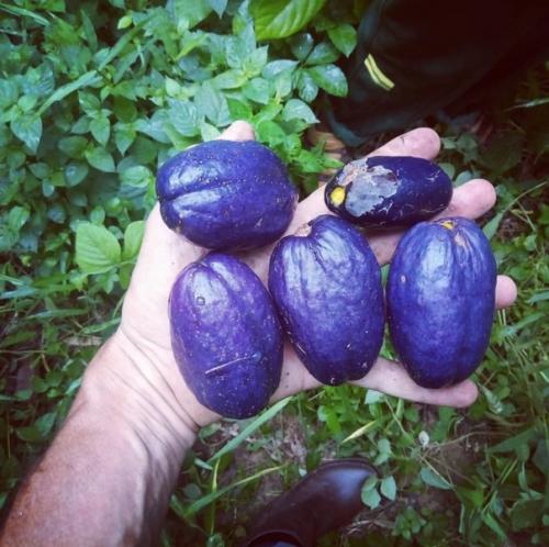 10 редких экзотических фруктов, которые вы увидите в первый раз. 08