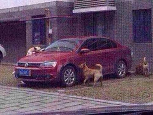 Бродячие собаки автовладельцу отомстили. 
