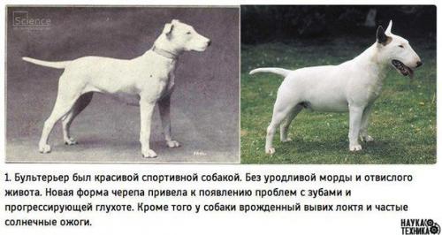 К чему привели 100 лет Улучшения породистых собак.
