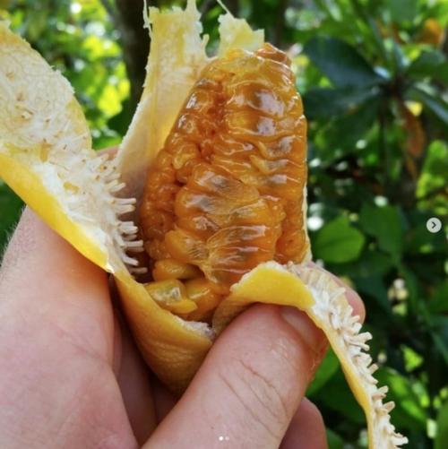 10 редких экзотических фруктов, которые вы увидите в первый раз. 06