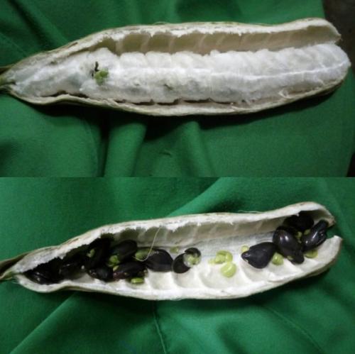 10 редких экзотических фруктов, которые вы увидите в первый раз. 07